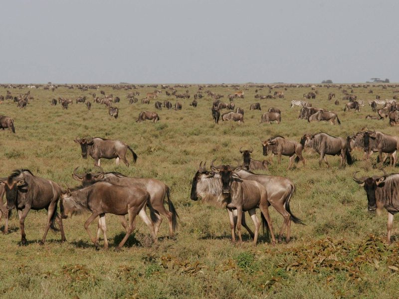 greate wildebeest migration