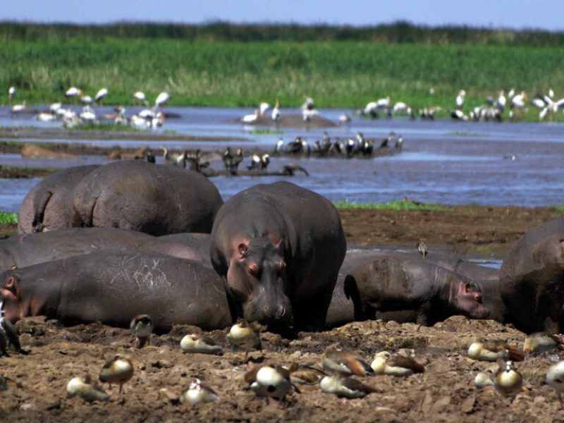 manyara hippo