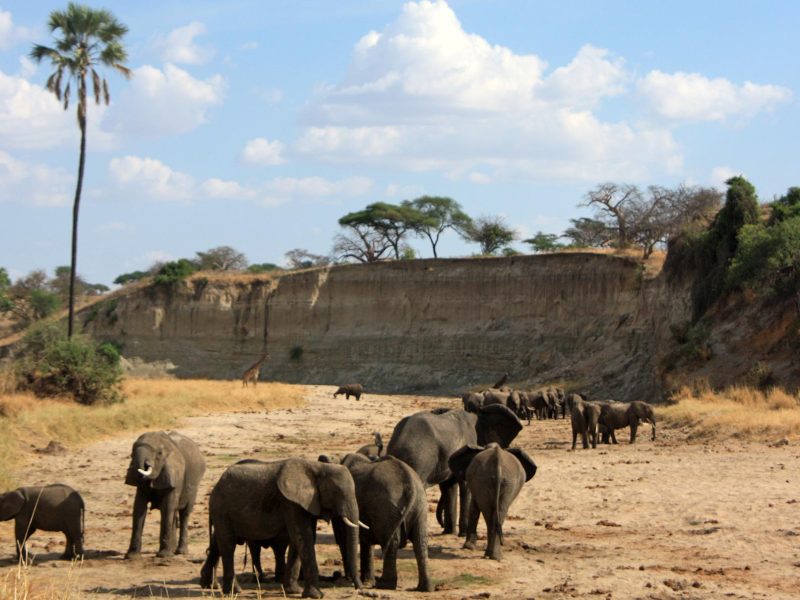 tarangire elephants
