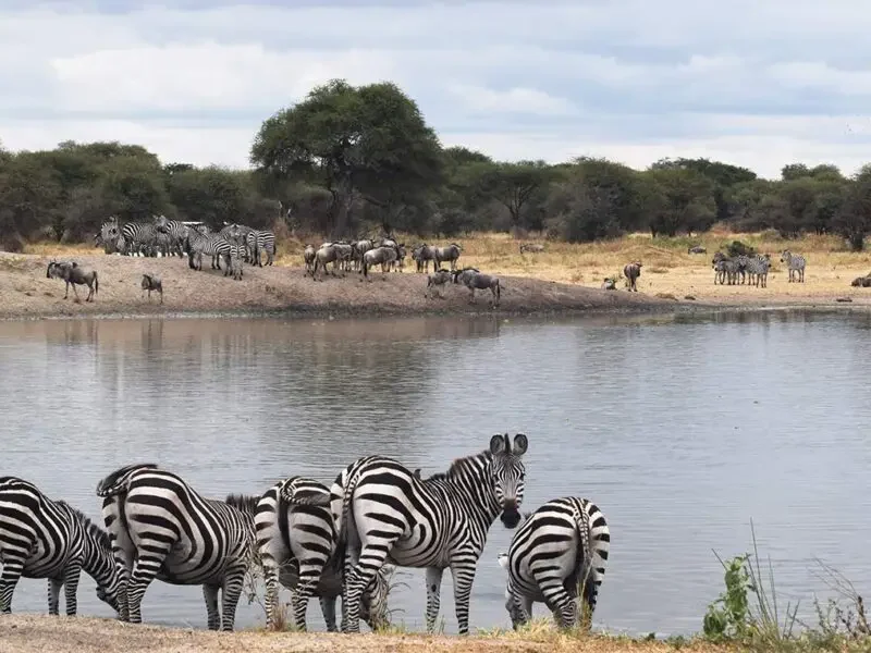zebra tarangire